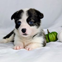 Patsy aka Tuohy - Brindle and white female American Corgi puppy in Clarksville, Tennessee from Cold Creek Family Farm LLC