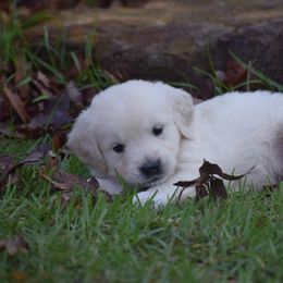 Goldendoodle and Golden Retriever Puppies from Magical Goldens