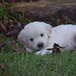 Goldendoodle and Golden Retriever Puppies from Magical Goldens