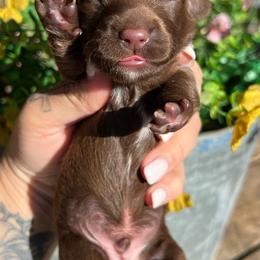 Chocolate with white - Chocolate male Dachshund puppy in Payette, Idaho from NT Mini Doxies