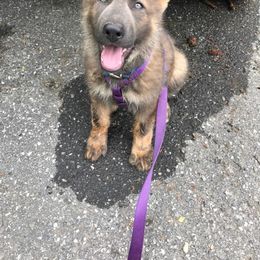 German Shepherd Puppies from Buchanan’s Shepherds