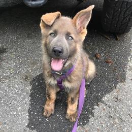 German Shepherd Puppies from Buchanan’s Shepherds