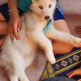Siberian Husky Puppies from Milly's Showline Pets