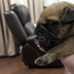 Bullmastiff Puppies from Curnwood’s Bullmastiff’s