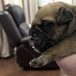 Bullmastiff Puppies from Curnwood’s Bullmastiff’s