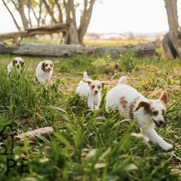 Poodles from Poodles of Pony Express