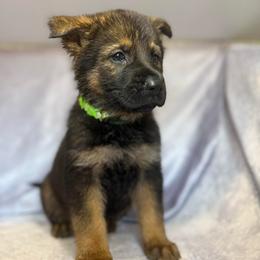 Erin - Medium Green Collar - Sable female German Shepherd puppy in Greenwood, Arkansas from West Haus Shepherds