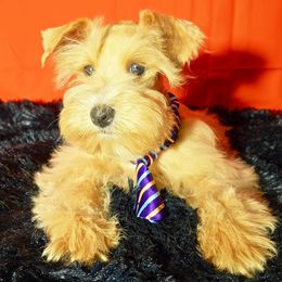 Charlie Clark. - Wheaten male Miniature Schnauzer puppy in Texas from Blue Rose's Schnauzers