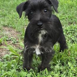 Vet checked Black Girl 1 - Black female Miniature Schnauzer puppy in Spring Hill, Florida from Suncoast Miniature Schnauzers