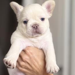 French Bulldog Puppies from Tellez House of Frenchies
