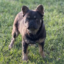 Harris - Blue male French Bulldog puppy in Garland, Texas from Brewer's Doodles and French Bulldogs