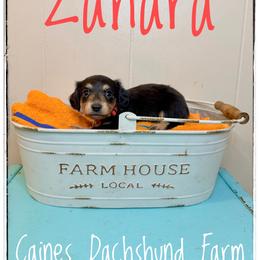 Zahara - Blue and cream female Dachshund puppy in Cincinnati, Ohio from Caines Dachshund Farm