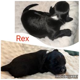 Portuguese Water Dog Puppies from Purely Opal