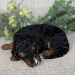 Koda - Phantom male Bernedoodle puppy in Perrysville, Ohio from Pleasant Valley Bernedoodles