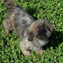 Queenie - Shih Tzu