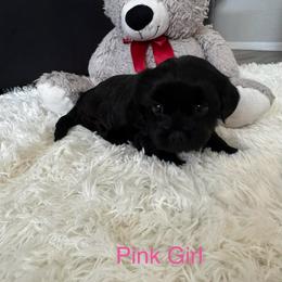 Pink Girl - Black and gold female Shorkie puppy in San Tan Valley, Arizona from Great Mates