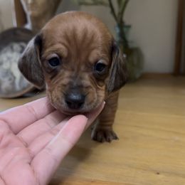 Mini - Red female Dachshund puppy in Bakersfield, California from Rosey Dachshund