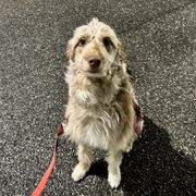 Darla - Bordoodle
