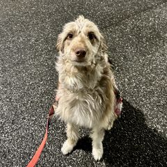Darla - Bordoodle