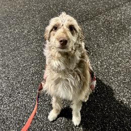 Darla - Bordoodle
