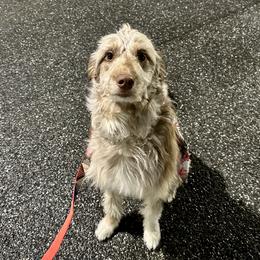Darla - Bordoodle