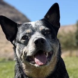 Como - Australian Cattle Dog