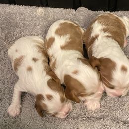 Cavalier King Charles Spaniel Puppies from Sophie’s AKC Cavaliers