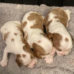 Cavalier King Charles Spaniel Puppies from Sophie’s AKC Cavaliers