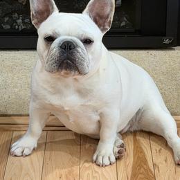 Wynn - French Bulldog