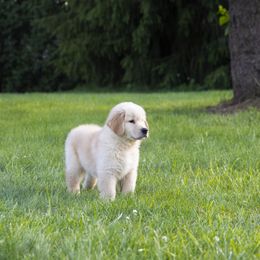 Golden Retriever Puppies from Honeysweet Goldens