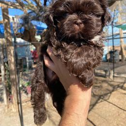 Bruno - Chocolate male Shih Tzu puppy in Azusa, California from RJ Shih Tzu lover