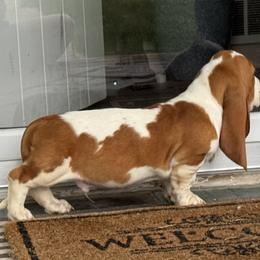 Basset Hound and Bloodhound Puppies from Sandhill Hounds of Nebraska