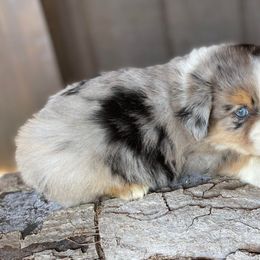 Australian Shepherd, Miniature American Shepherd, and Toy Australian Shepherd Puppies from Blue’s Family Aussies