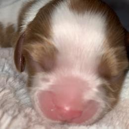 Blenheim girl - Cindy - Blenheim Cavalier King Charles Spaniel puppy in Zion Crossroads, Virginia from Karma's Cavaliers