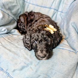 Luna Noir - Black female Bernedoodle puppy in Elkhart, Iowa from Quality Iowa Doodles
