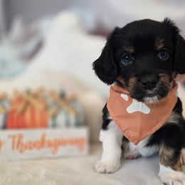 James Dean - Tri-color male Double Doodle puppy in Prescott Valley, Arizona from Ramirez Family Doodles