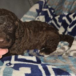 Peep - female Newfypoo puppy in Mckenzie, Tennessee from Small Town Doodles & Poodles