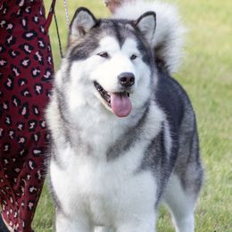 Dior - Alaskan Malamute