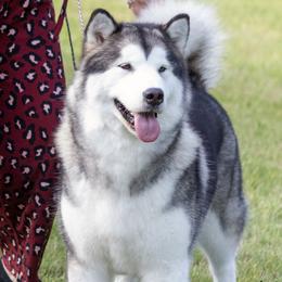 Dior - Alaskan Malamute