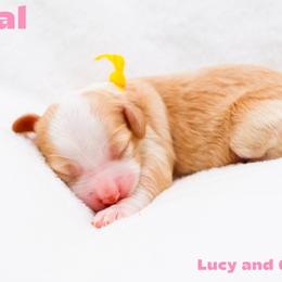 Coral - Cream female Australian Labradoodle puppy in Diamond Bar, California from Furrytaildoodles