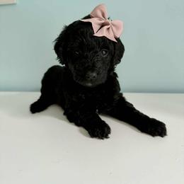 Aussiedoodle and Labradoodle Puppies from Doodles on Duty