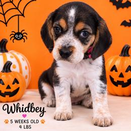 Nova (pink) - Black tan and white female Beagle puppy in Trail, Oregon from Jennifer Knapp's AKC Beagles
