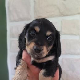Dachshund Puppies from Emily King