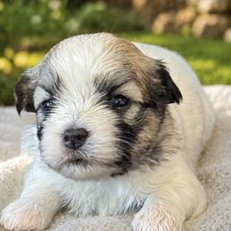 Raina - Gold sable female Havanese puppy in Bealeton, Virginia from Sonny's Pups