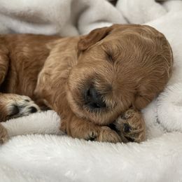 Goldendoodle Puppies from Doodle Paws Az