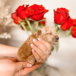 Goldendoodle Puppies from Doodle Paws Az