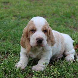 Paris - Lemon and white female Basset Hound puppy in Missouri from Clevenger Farms