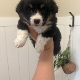 Zoey- AKC fluffy female - Black and tan female Pembroke Welsh Corgi puppy in Red Bluff, California from Wilder Ranch Corgis