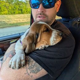 Basset Hound Puppies from The Clumsy Kentucky Bassets