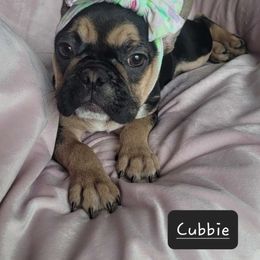 Girl 4 - Tricolors French Bulldog puppy in Florida from Brianna Hooks's French Bulldogs